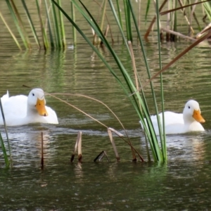 Anas platyrhynchos at Bonython, ACT - 20 Apr 2020