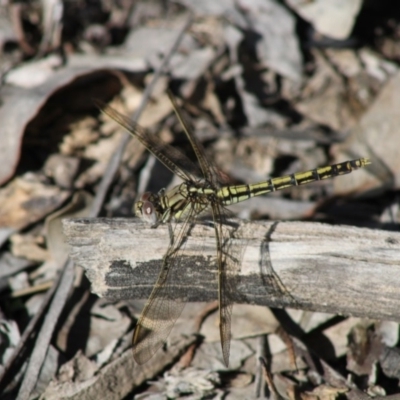 Orthetrum caledonicum (Blue Skimmer) at Deakin, ACT - 20 Apr 2020 by kieranh