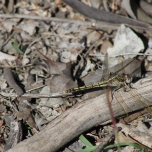 Orthetrum caledonicum at Deakin, ACT - 20 Apr 2020