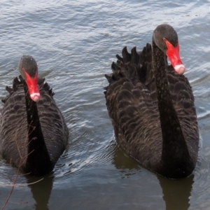 Cygnus atratus at Bonython, ACT - 20 Apr 2020