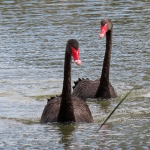 Cygnus atratus at Bonython, ACT - 20 Apr 2020