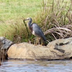 Egretta novaehollandiae (White-faced Heron) at Bonython, ACT - 20 Apr 2020 by RodDeb