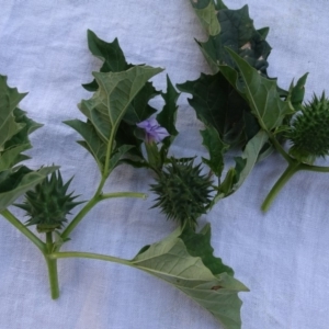 Datura sp. at Symonston, ACT - 13 Apr 2020