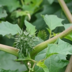 Datura sp. at Symonston, ACT - 13 Apr 2020