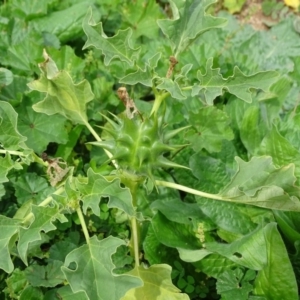 Datura ferox at Symonston, ACT - 13 Apr 2020