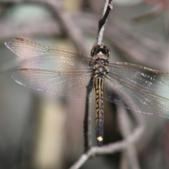 Hemicordulia tau (Tau Emerald) at Deakin, ACT - 20 Apr 2020 by kieranh