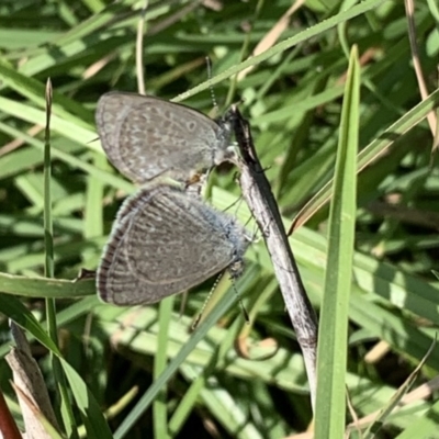 Zizina otis (Common Grass-Blue) at Black Range, NSW - 19 Apr 2020 by Steph H