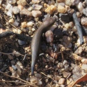 Pseudemoia entrecasteauxii at Paddys River, ACT - 19 Mar 2020 01:48 PM