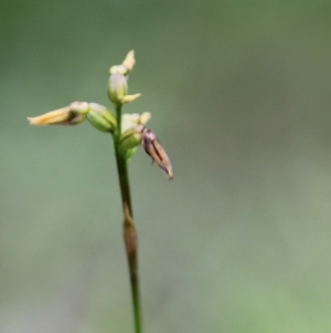 Corunastylis oligantha at Mongarlowe, NSW - 24 Mar 2020