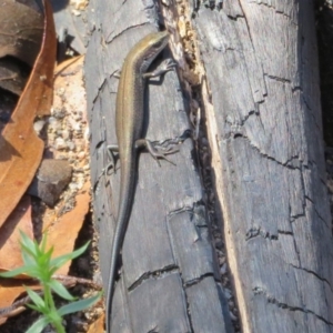 Pseudemoia entrecasteauxii at Paddys River, ACT - 19 Mar 2020