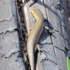 Pseudemoia entrecasteauxii at Paddys River, ACT - 19 Mar 2020