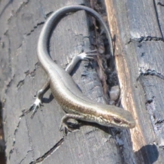 Pseudemoia entrecasteauxii at Paddys River, ACT - 19 Mar 2020