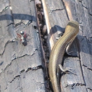 Pseudemoia entrecasteauxii at Paddys River, ACT - 19 Mar 2020