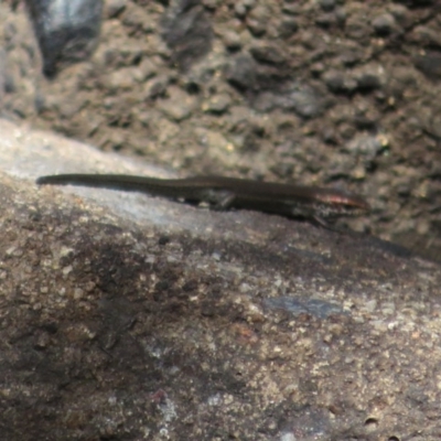 Pseudemoia entrecasteauxii (Woodland Tussock-skink) at Paddys River, ACT - 19 Mar 2020 by Christine