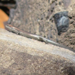 Pseudemoia entrecasteauxii at Tidbinbilla Nature Reserve - 19 Mar 2020