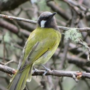 Nesoptilotis leucotis at Paddys River, ACT - 19 Mar 2020