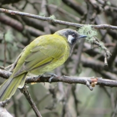 Nesoptilotis leucotis at Paddys River, ACT - 19 Mar 2020