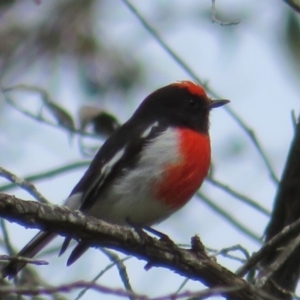 Petroica goodenovii at Paddys River, ACT - 19 Mar 2020