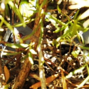 Ocyphaps lophotes at Kambah, ACT - 21 Apr 2020