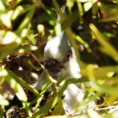 Ocyphaps lophotes at Kambah, ACT - 21 Apr 2020 01:53 PM