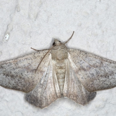 Mnesampela lenaea (Rippled Gum Moth) at Ainslie, ACT - 20 Apr 2020 by jb2602