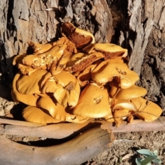 Gymnopilus junonius (Spectacular Rustgill) at Cook, ACT - 20 Apr 2020 by drakes