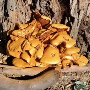 Gymnopilus junonius at Cook, ACT - 21 Apr 2020 09:10 AM