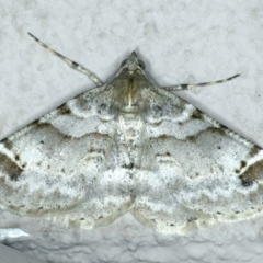 Syneora hemeropa (Ring-tipped Bark Moth) at Ainslie, ACT - 20 Apr 2020 by jb2602