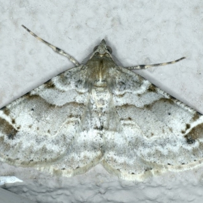 Syneora hemeropa (Ring-tipped Bark Moth) at Ainslie, ACT - 20 Apr 2020 by jb2602