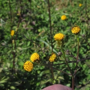 Bidens pilosa at Dunlop, ACT - 21 Apr 2020 12:14 PM