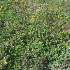 Bidens pilosa at Dunlop, ACT - 21 Apr 2020 12:14 PM