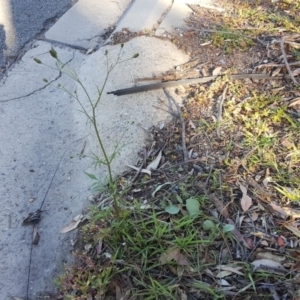 Bidens subalternans at Jerrabomberra, ACT - 19 Apr 2020