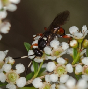 Ichneumon promissorius at Dunlop, ACT - 7 Mar 2014 11:05 AM