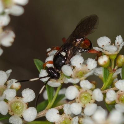 Ichneumon promissorius (Banded caterpillar parasite wasp) at West Belconnen Pond - 7 Mar 2014 by Bron