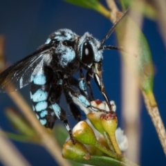 Thyreus caeruleopunctatus (Chequered cuckoo bee) at West Belconnen Pond - 7 Mar 2014 by Bron