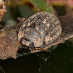 Trachymela sp. (genus) (Brown button beetle) at West Belconnen Pond - 1 Oct 2014 by Bron
