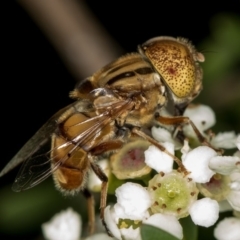 Eristalinus punctulatus (Golden Native Drone Fly) at Dunlop, ACT - 16 Jan 2015 by Bron