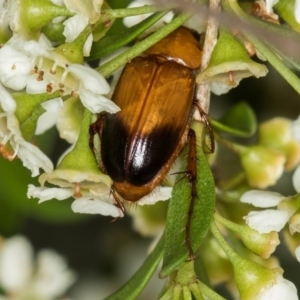 Phyllotocus macleayi at Dunlop, ACT - 16 Jan 2015