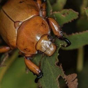 Anoplognathus sp. (genus) at Dunlop, ACT - 16 Jan 2015