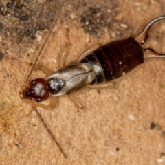 Forficula auricularia (European Earwig) at West Belconnen Pond - 16 Jan 2015 by Bron