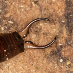 Forficula auricularia at Dunlop, ACT - 16 Jan 2015