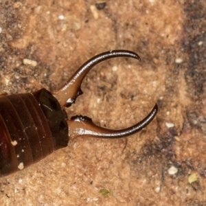 Forficula auricularia at Dunlop, ACT - 16 Jan 2015