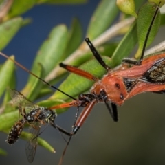 Gminatus australis at Dunlop, ACT - 16 Jan 2015