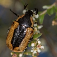 Chondropyga dorsalis (Cowboy beetle) at Dunlop, ACT - 16 Jan 2015 by Bron
