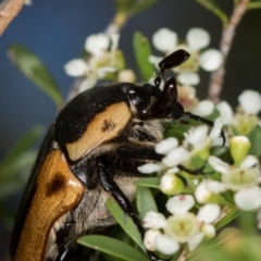 Chondropyga dorsalis at West Belconnen Pond - 16 Jan 2015