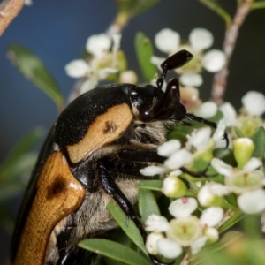 Chondropyga dorsalis at West Belconnen Pond - 16 Jan 2015 01:19 PM