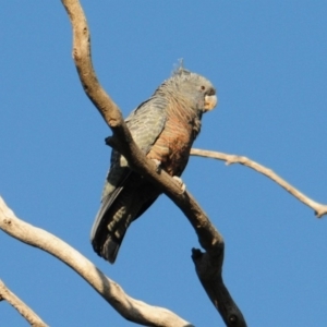 Callocephalon fimbriatum at Hughes, ACT - 21 Apr 2020