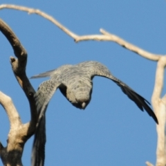 Callocephalon fimbriatum at Hughes, ACT - 21 Apr 2020