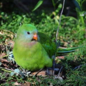 Polytelis swainsonii at Garran, ACT - 21 Apr 2020