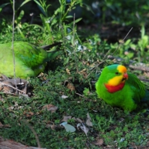 Polytelis swainsonii at Garran, ACT - 21 Apr 2020